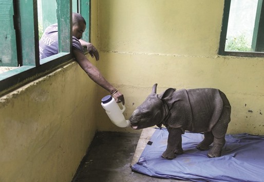 A rescued three-month-old male rhino calf found in a  flood-affected area of Kaziranga National Park is fed at an animal nursery in the park in the northeastern state of Assam.