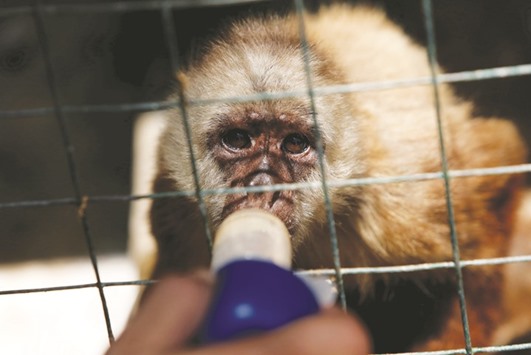 An employee gives vitamins to a monkey at the Paraguana zoo in Punto Fijo, Venezuela.