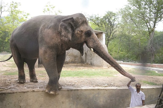 This photograph taken on June 30 shows an elephant caretaker with Kaavan at the Marghazar Zoo in Islamabad. The Senate Standing Committee on Cabinet Secretariat on Tuesday recommended that the 32-year-old behaviourally-challenged elephant should be sent to an accredited sanctuary abroad.