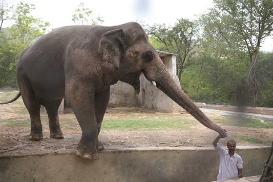 This photograph taken on June 30 shows an elephant caretaker with Kaavan at the Marghazar Zoo in Islamabad.