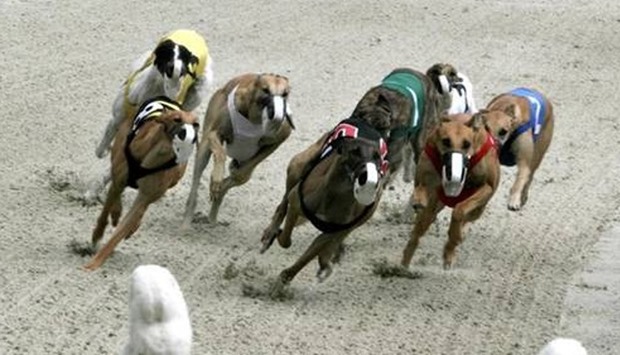 Dog racing