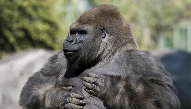 Silverback gorilla Bantu is seen at the Chapultepec zoo in Mexico City in this file photo taken on January 09, 2014.