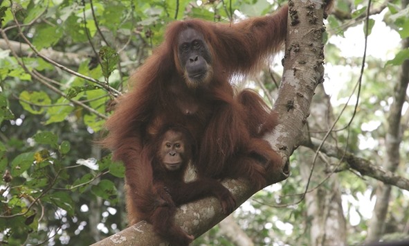 While much of the orangutanu2019s forest habitat is technically protected, illegal logging and uncontrolled burning are continual threats.