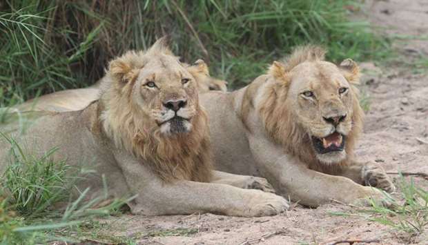 Lions at Kruger National Park. File picture.