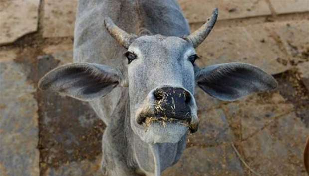 A cow is seen at a cow shelter in the desert state of Rajasthan.