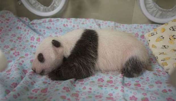The 30-day-old female panda cub of giant panda Shin Shin is seen at Tokyo's Ueno Zoo.