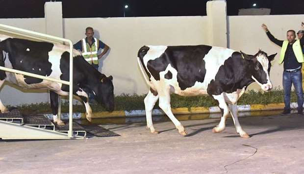 The first batch of  dairy cows, flown in from Germany via Budapest, arrive at the Baladna livestock production farm, al-Khor, Tuesday night.