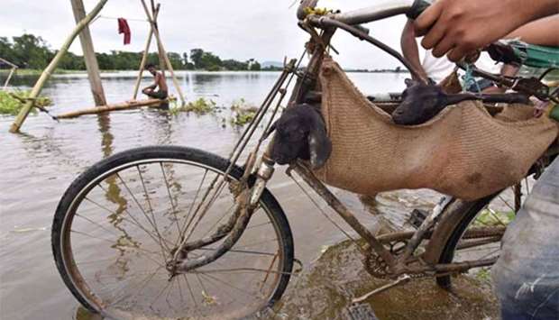 An Indian villager uses a bicycle to transport goats through floodwaters at Jhargoan village in Morigaon district in the northeastern state of Assam.