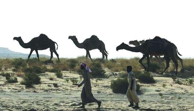 Camels cross Saudi Arabia's remote desert border into Qatar on June 20.
