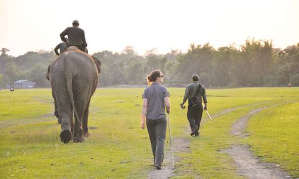 A walk in the park u2026 a sunset stroll with elephants in Nepalu2019s Chitwan National Park.