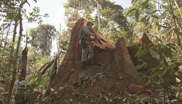 File photo shows a police officer inspecting a tree illegally felled in the Amazon rainforest in Jamanxim National Park near the city of Novo Progresso, Para State, Brazil.