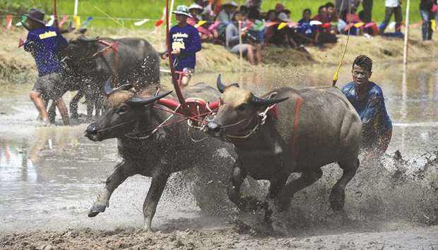 A farmer rides on the back of wooden ploughs tied to a pair of racing buffaloes during the annual rice planting festival in Chonburi yesterday.