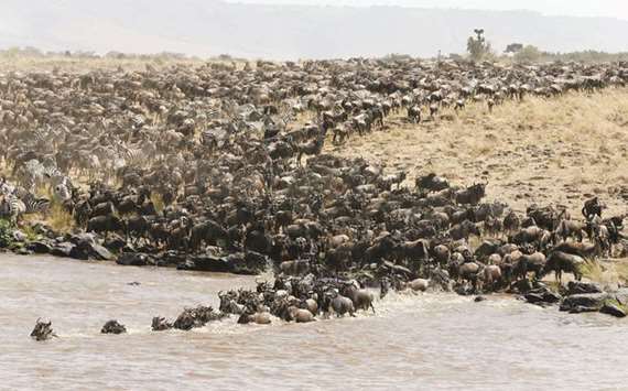 Wildebeests cross the Mara river during their migration to the greener pastures, between the Maasai Mara game reserve and the open plains of the Serengeti in this August 16, 2016 file photo.