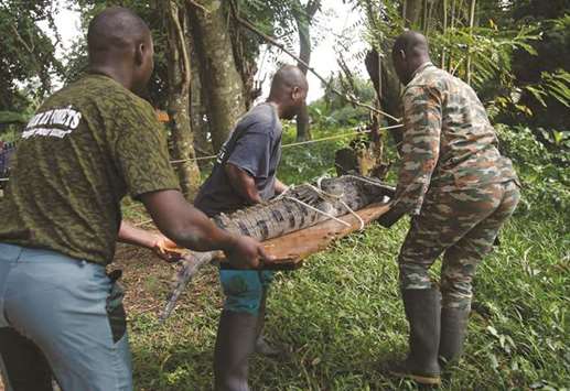 A crocodile captured from a lagoon being transported to be released in a national park in Abidjan.