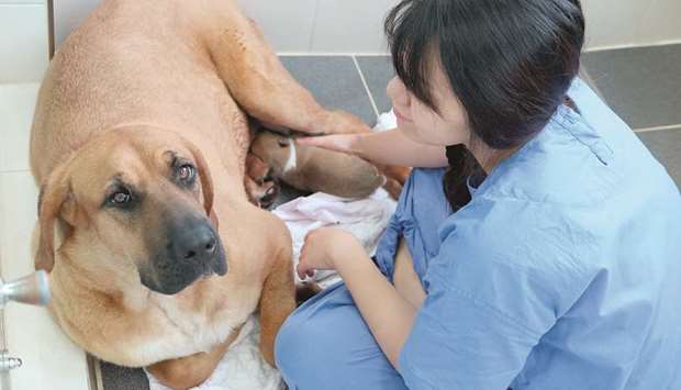 A cloned puppy nurses on a u201csurrogateu201d mother dog. Since being founded in 2006, Sooam Biotech Research Foundation has cloned around 900 dogs, no small number considering the hefty price tag u2013 100,000 dollars.