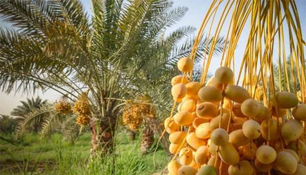 A total of 57 Qatari farms are taking part in the festival.