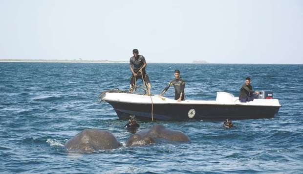 Sri Lankan naval personnel help guide elephants that were spotted struggling to stay afloat in deep water back to shore a kilometre off the islandu2019s northeast coast yesterday.