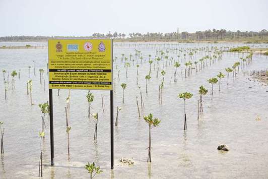 Small mangrove plants are meant to replenish some of the tropical trees that have been lost in Sri Lanka. The California-based environmental non-profit Seacology has pumped millions of dollars into mangrove restoration projects on this island nation.