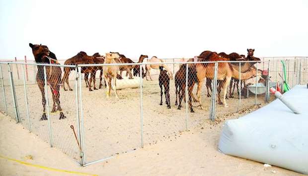 Thousands of camels were expelled by Saudi Arabia after the blockade started on June 5.