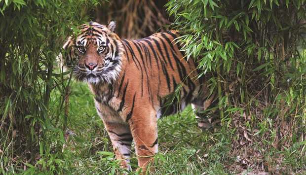 The most recent census concluded in 2015 recorded only 106 tigers in the Bangladeshi Sundarbans, down from 440 in 2004.