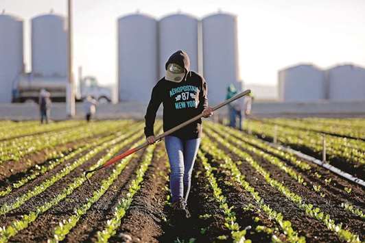 Agricultural worker Alicia Solano thins rows of lettuce near Salinas, Calif., in March 2017. A computer-guided machine had done the bulk of the work, leaving her small crew to hoe only what it missed.