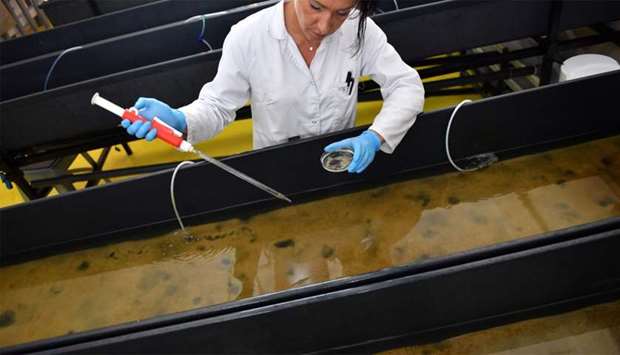 Employee of Aquastream company works on basins to cultivate marine worms