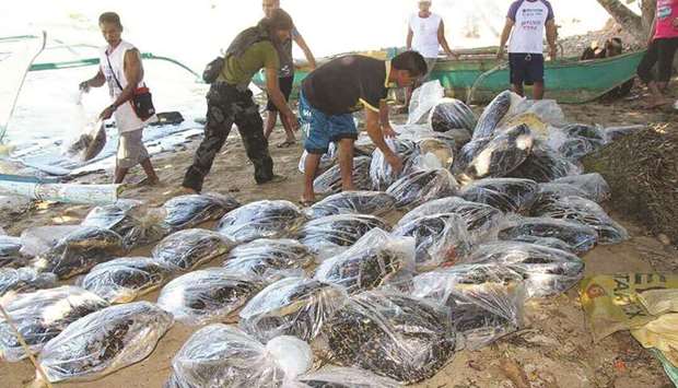This undated handout photo released yesterday by Dumaran Municipal Police Station (MPS) shows policemen and volunteers arranging seized dead hawksbill marine turtles in Dumaran town, Palawan province, southwest of Manila.