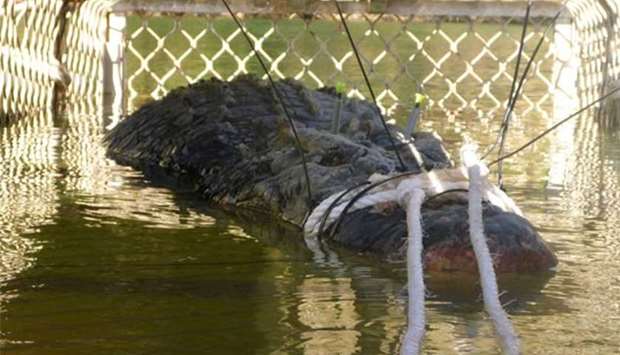 A large saltwater crocodile weighing 600 kilograms is in a trap after being caught after an eight-year hunt, in the Northern Territory town of Katherine.