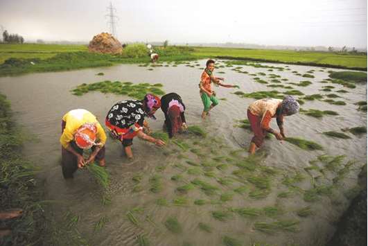 Farmers plant saplings in a rice field in Srinagar. India on Wednesday raised prices paid to local farmers for common grade paddy rice by 13% from a year ago to Rs1,750 ($25.50) per 100kg, with Prime Minister Narendra Modi looking to woo millions of rural poor ahead of a general election next year.