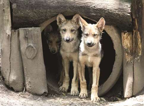 The three-month-old Mexican wolves are seen at the Coyotes Zoo in Mexico City.