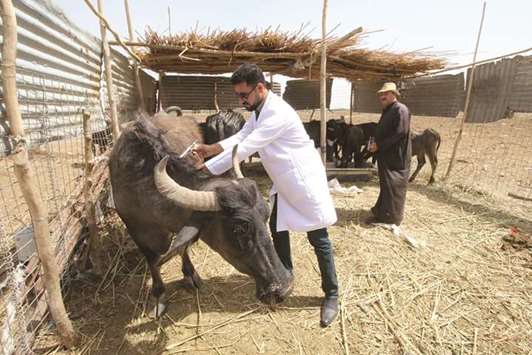 Veterinary doctors inoculate water buffaloes in Iraqu2019s Chibayish Marshes in Nassiriya.
