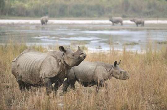 One-horned rhinos gather near water in Nepalu2019s Maghauli Chitwan forest.