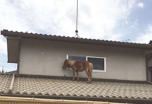 This picture taken on Monday shows a  horse stranded on a rooftop after torrential rain in Kurashiki, Okayama Prefecture, Japan.