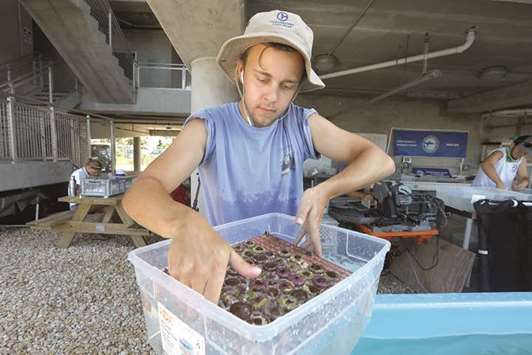 CARE: Nico Colletier, an intern at the Mote Marine Laboratory on Summerland Key, tends to baby coral that will later be cut into microfragments to accelerate population. The survivors are planted back in the ocean one piece at a time.
