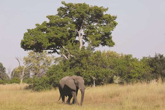 File photo shows a young bull elephant in the Okavango Delta, Botswana.