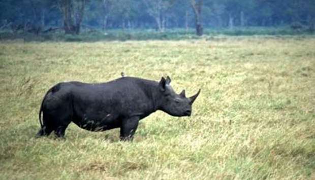 Rhinos have few natural predators because of their size and thick skin.