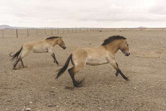 Two Wild Przewalski horses run around the Takhin Tal reserve in southwest Mongolia after their 30-hour trip by truck and plane from Prague.