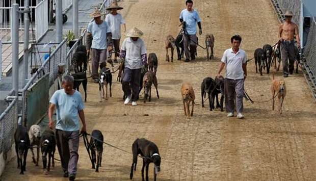 Greyhounds are brought out during a recess at the Yat Yuen Canidrome in Macau early last month.