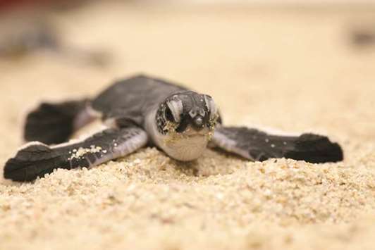 MENACE: Sea turtles can easily be impaled by items such as straws and forks while they make their way up the beach. In the water, their inability to retract their neck, unlike land turtles, means a collision with a boat or water ski which can be fatal.