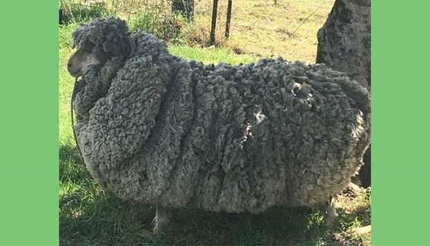 A sheep with massively overgrown fleece looks on in Warrumbungle, New South Wales.