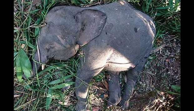 The body of a Borneo pygmy elephant is seen in Kampung Kuala Tongod on Borneo island.