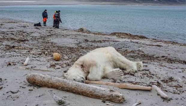 A dead polar bear lying at the beach at Sjuu0651yane north of Spitzbergen, Norway, on Saturday.