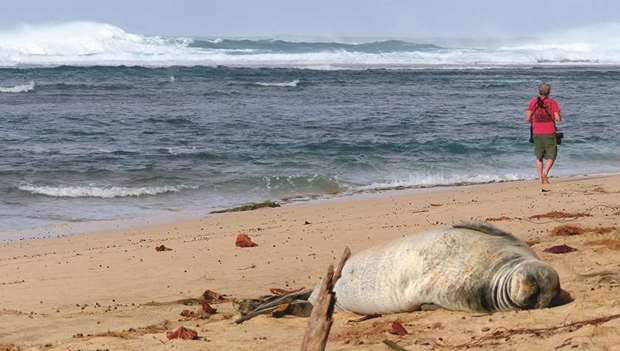 LOCALE: Keu2019e Beach is a popular sunbathing spot for visitors and wildlife, such as the endangered Hawaiian Monk Seal.