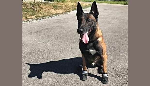 A photo posted on the Facebook page of Zurich police that shows a police dog wearing shoes