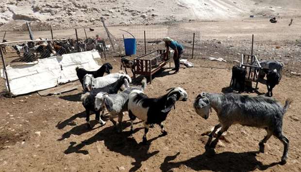 A Palestinian man looks after his animals in the Bedouin village of Khan al-Ahmar in the occupied West Bank