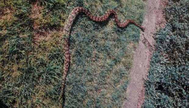 The 2.7-metre long reticulated python was last spotted slithering on a street in the north of the city