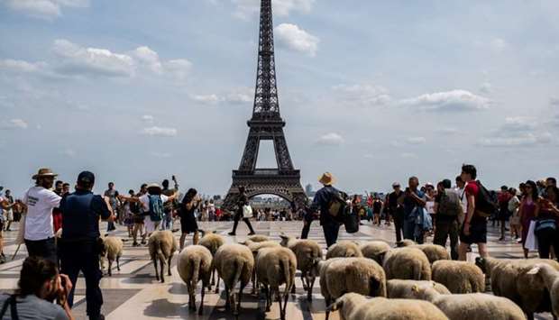 A farmer leads sheep during an urban transhumance in Paris on July, 17 2019. The shepherds of Seine-Saint-Denis and their herd begin on July 6, 2019 eleven days of transhumance, from the basilica of Saint-Denis to the center of Paris