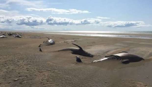The whales were discovered by the tourists on Thursday as they flew over the remote Snaefellsnes peninsula