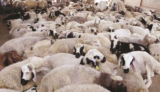 Both local and imported sheep are available in adequate numbers at the Doha Central Market, say salesmen.