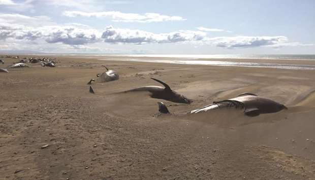 Stranded whales lie on the beach in Snaefellsnes peninsula, Iceland, in this image obtained from social media yesterday.